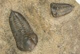 Cluster Of Ordovician Trilobites (Sokhretia?) - Erfoud, Morocco #131815-4